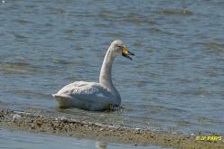 Cygne chanteur